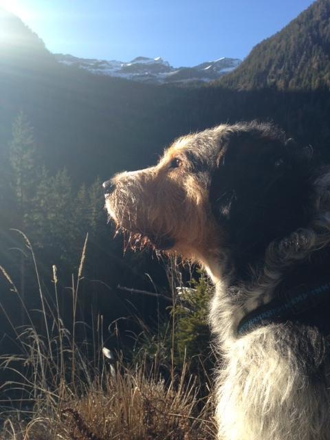 Hunde und Kinder sind in der Gartenwohnung Gretl mit Biotop in Seenähe herzlich willkommen Seeboden am Millstätter See Zimmer foto