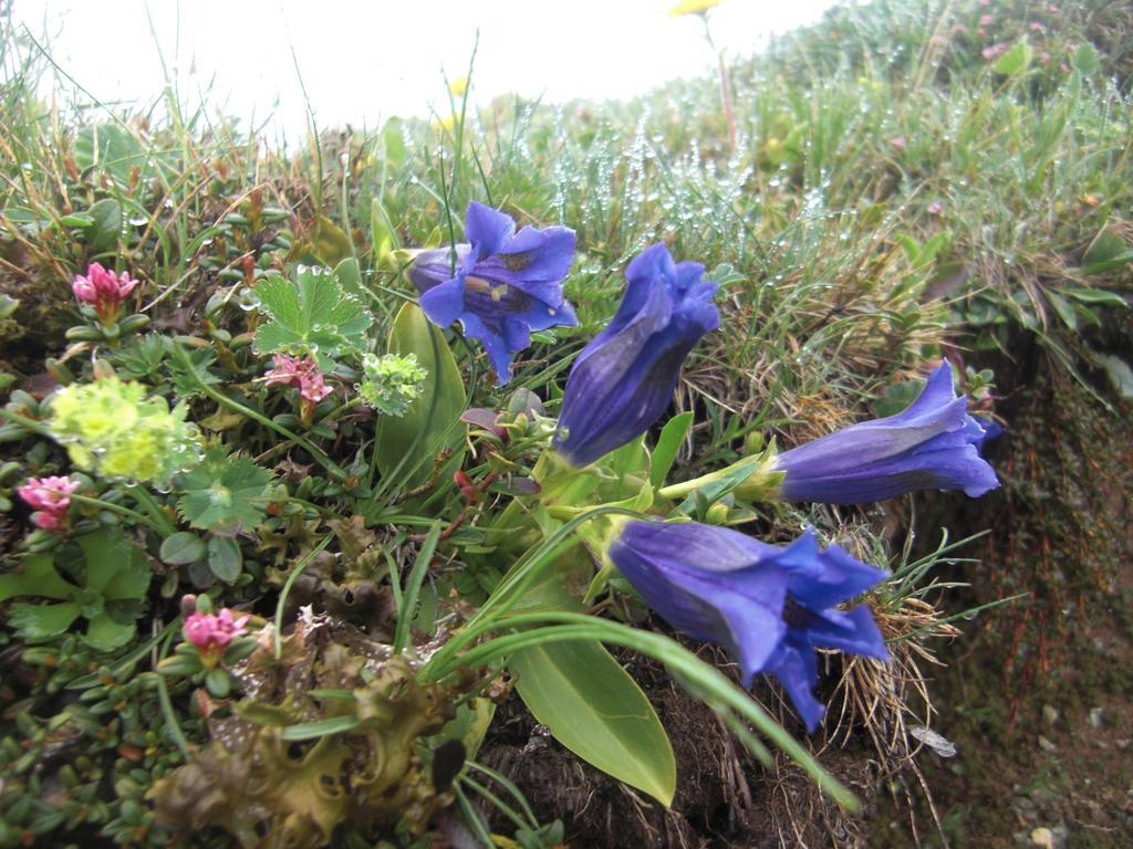 Hunde und Kinder sind in der Gartenwohnung Gretl mit Biotop in Seenähe herzlich willkommen Seeboden am Millstätter See Exterior foto