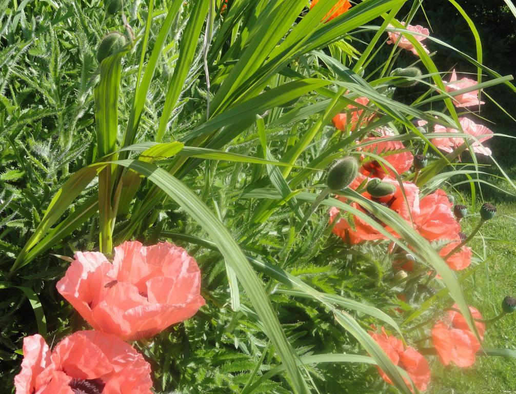 Hunde und Kinder sind in der Gartenwohnung Gretl mit Biotop in Seenähe herzlich willkommen Seeboden am Millstätter See Exterior foto